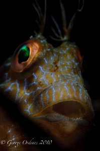 Night dive at Blue Heron Bridge 
Blenny shot with d300 1... by George Ordenes 